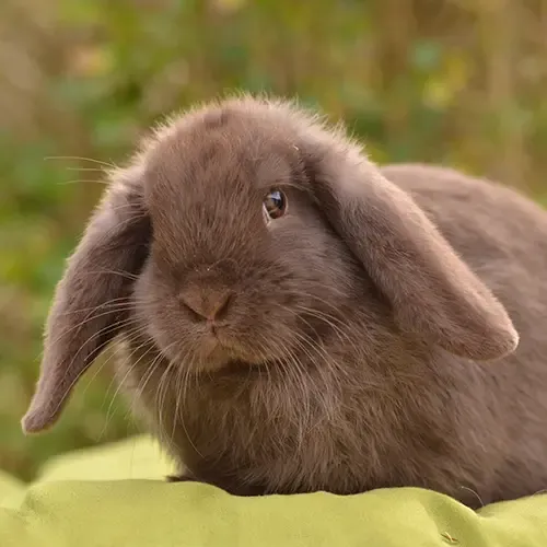Brown Havana Rabbit sitting on a green cushion