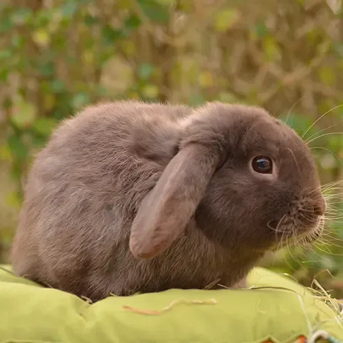 A small Havana rabbit in a garden