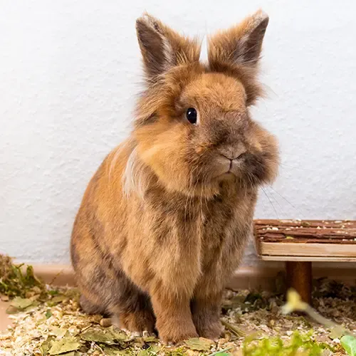 A fluffy Lionhead rabbit