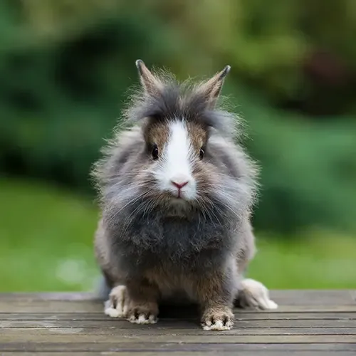 A Lionhead rabbit looking into the camera
