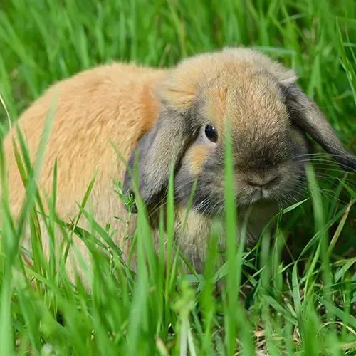 A grey Miniature Lop rabbit in a garden