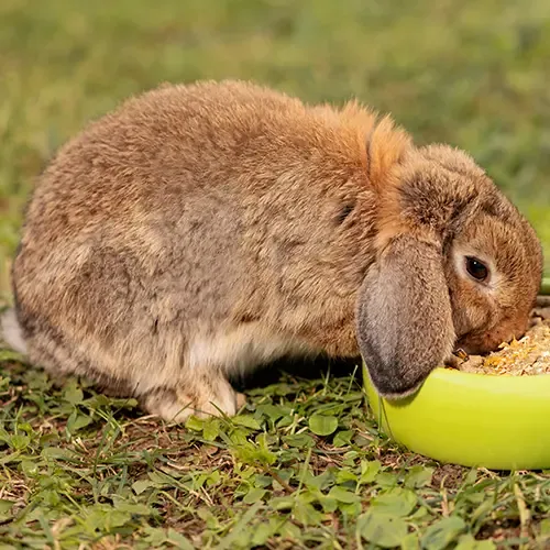 An orange Miniature Lop rabbit in their garden run
