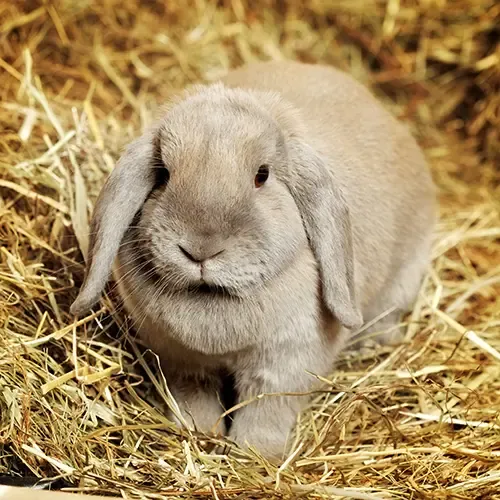Miniature Lop rabbit sitting on a bed of straw