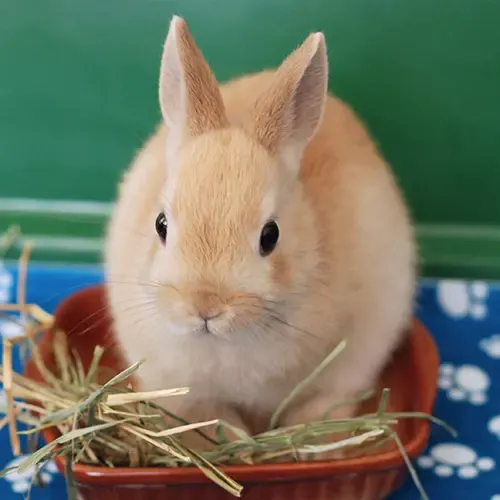Netherland Dwarf looking at the camera