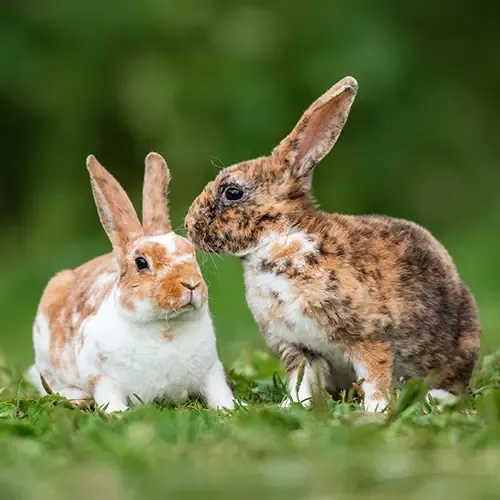 Two Rex rabbits playing on the grass