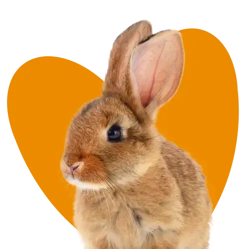 Two rabbits on a bench