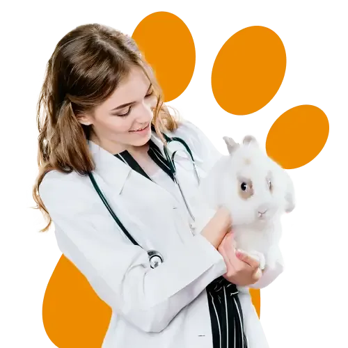 A rabbit being held by a vet