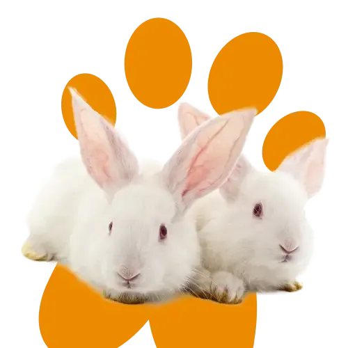 Multiple rabbits sitting on hay