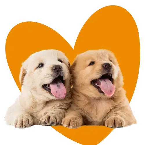 Cat wearing sunglasses lying on a sandy beach