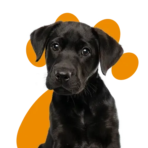 An illustration of a dog having flea treatment applied