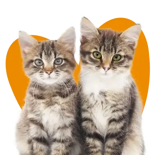 Graphic of a sad cat and dog with leg injuries 