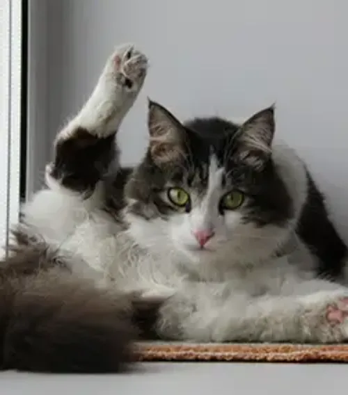 Cat Penis and Erection Problems