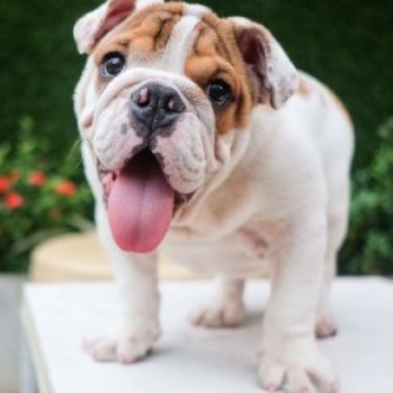 Should You Be Able To Feel Your Dogs Ribs