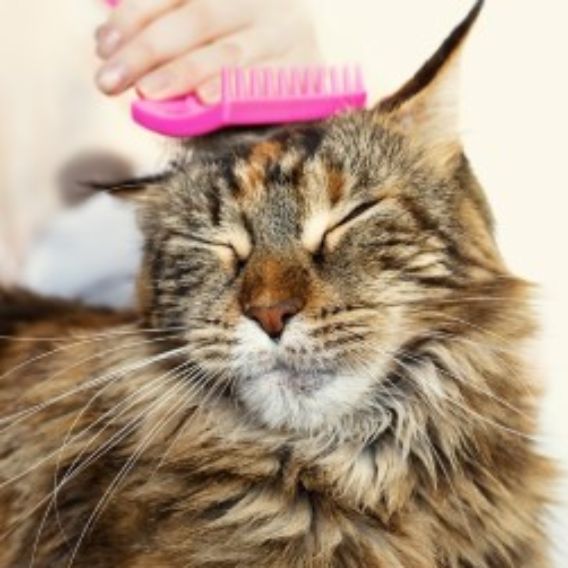 Relaxed fluffy cat being brushed