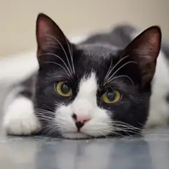 Black and white cat lying on a grey tiled floor looking at the camera