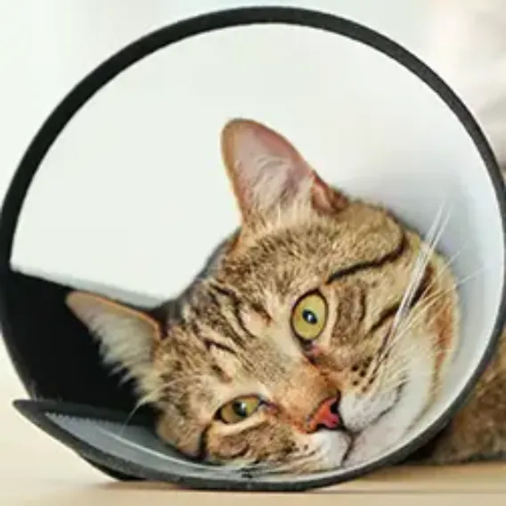 pet-insurance-cover-and-quotes-everypaw