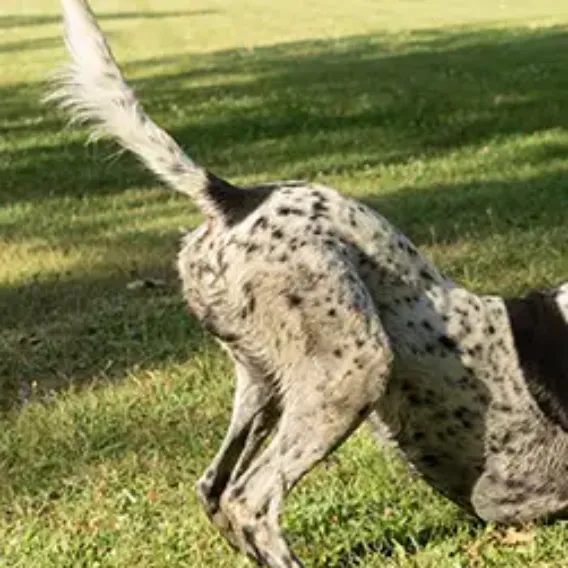A dog farting