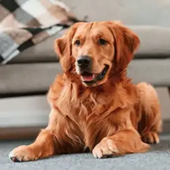 Red coloured dog lying on a grey carpet in front of a cream sofa