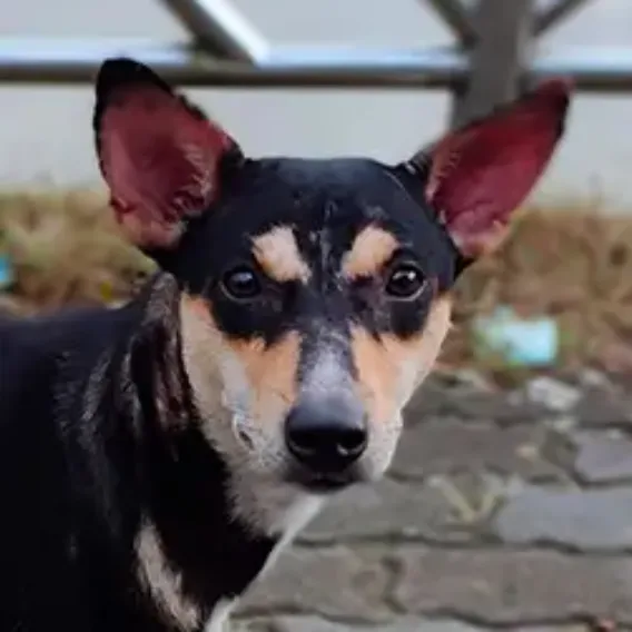 pet-insurance-cover-and-quotes-everypaw