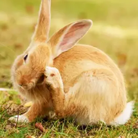 Pet Insurance Cover and Quotes | Everypaw
