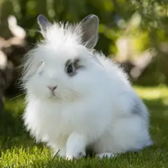 Pet Insurance Cover and Quotes Everypaw