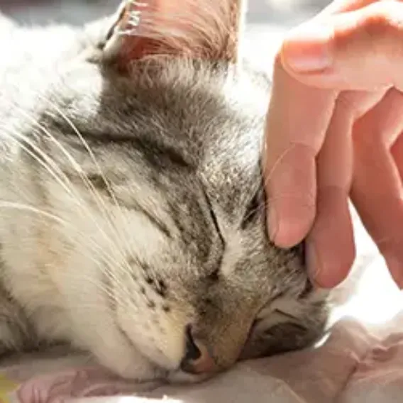 Cat lying down an being stroked by its owner