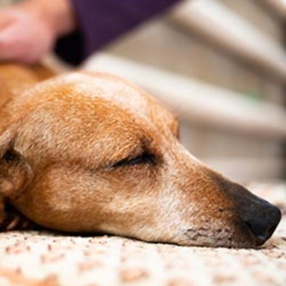 Old dog lying down asleep while its owners strokes it