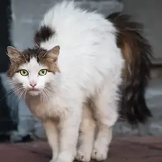 Cat displaying signs of stress with jagged fur and arched back