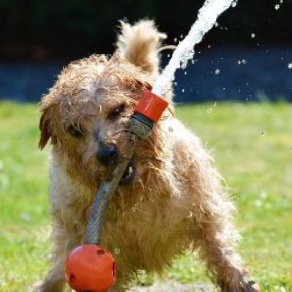 Dog playing with a hose pipe