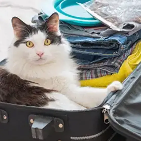 Cat sitting in a half packed suitcase