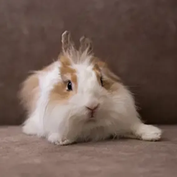 That Dam Rabbit Pet Insurance Cover and Quotes | Everypaw