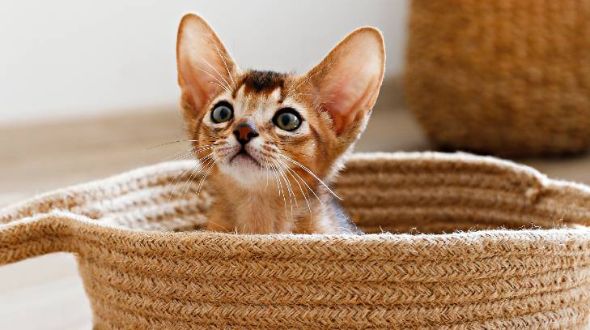 An Abyssinian kitten sitting in a basket