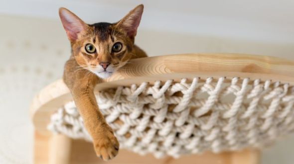 An Abyssinian lying in their cat tree