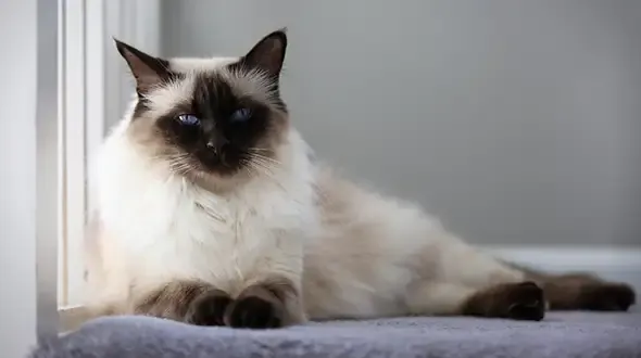 A Balinese Cat relaxing