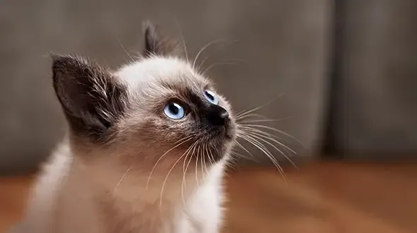 Balinese Kitten looking up