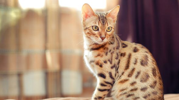 Bengal kitten sitting on the bed