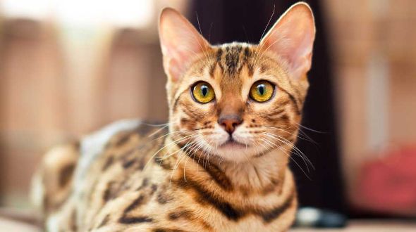 Mini store bengal cat