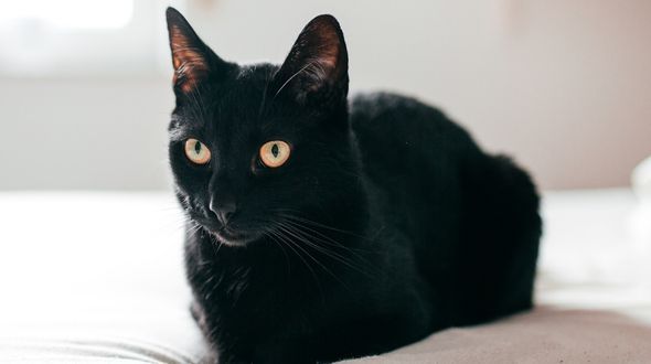A Bombay Cat lying on a bed