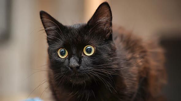 Black shop bombay kitten