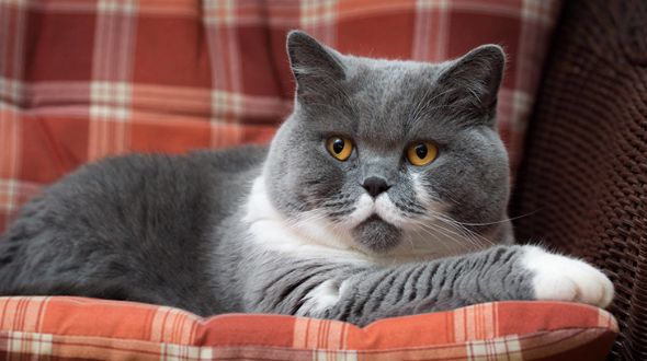 British hotsell shorthair hypoallergenic