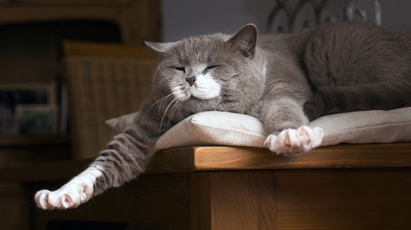 British Shorthair Cat yawning and stretching