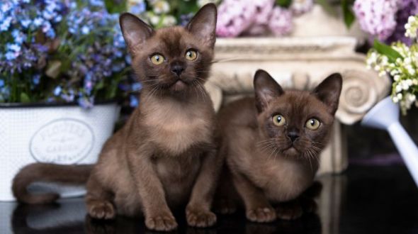 Two Burmese Kittens standing on a table