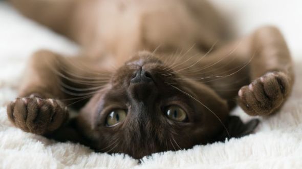 A Burmese cat lying on their back
