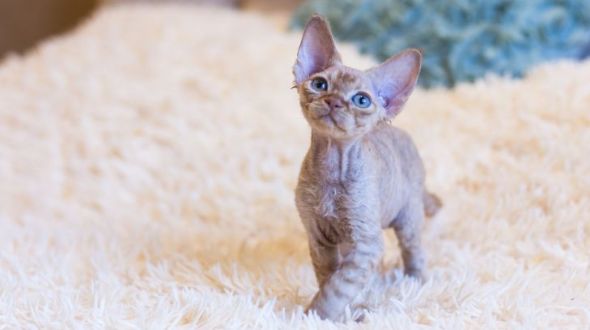 A Devon Rex kitten on a fluffy blanket