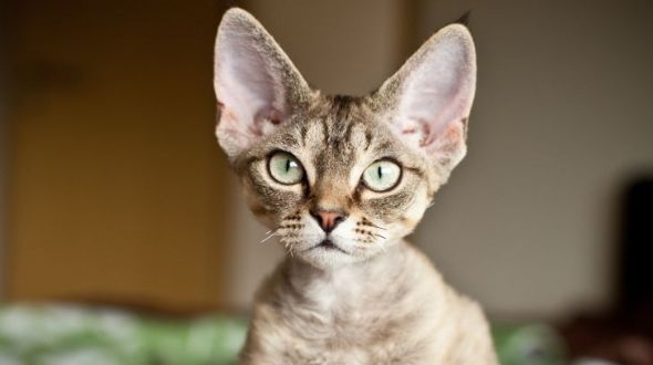 A Devon Rex with big ears looking at the camera