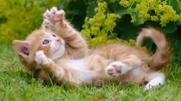 Domestic moggy on sale