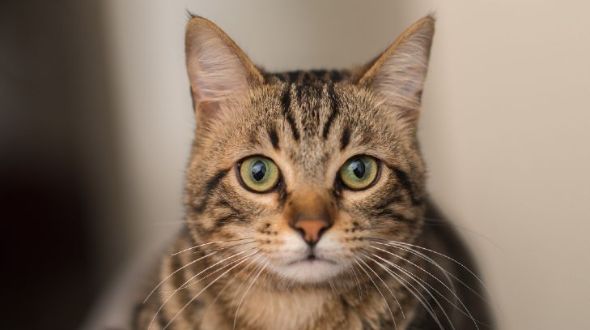Domestic moggy best sale
