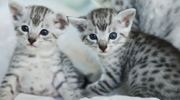 Egyptian Mau Cat Insurance and Health Advice Everypaw