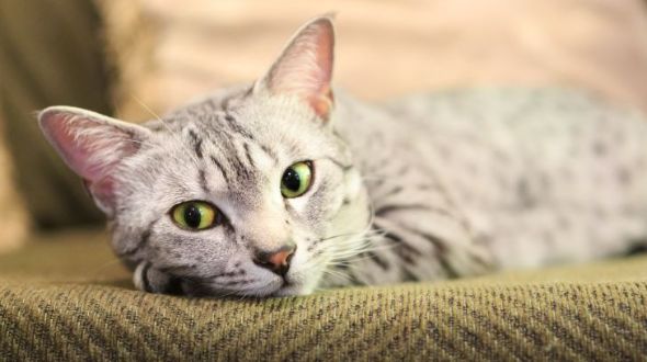 An Egyptian Mau with green eyes