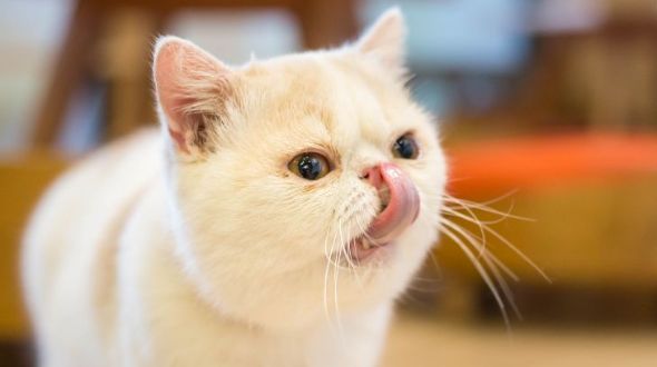 Exotic deals shorthair care